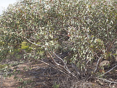 Eucalyptus cretata p Denzel Murfet Carappee Hill CP